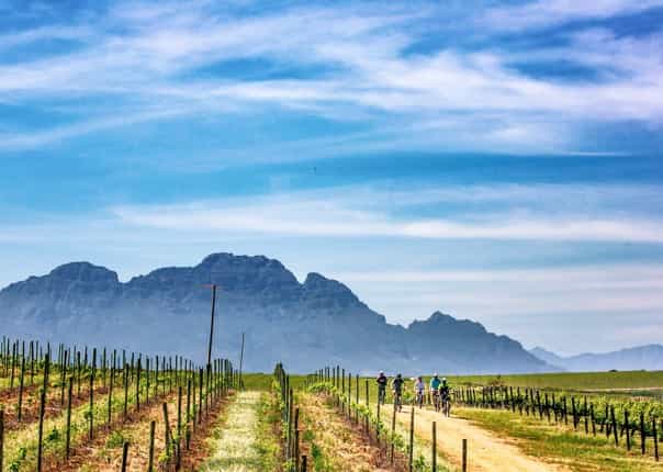 Group of cyclists riding through vineyards in the Cape Winelands in Stellenbosch, South Africa